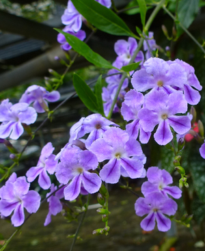 Almost Eden's Purple Lace Sky Flower, Duranta erecta 'Purple Lace', D. repens